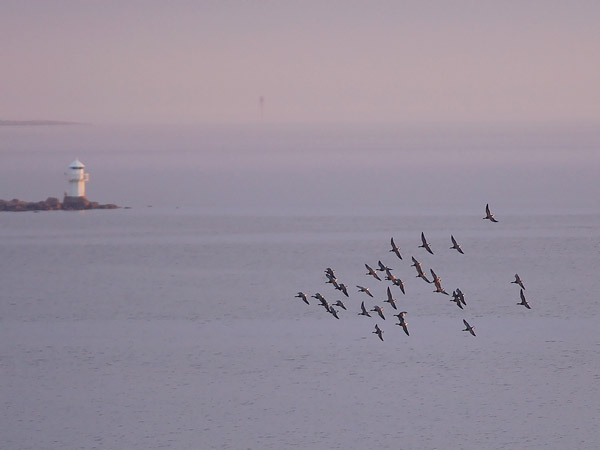 Sepelhanhi, Brent Goose, Branta bernicla